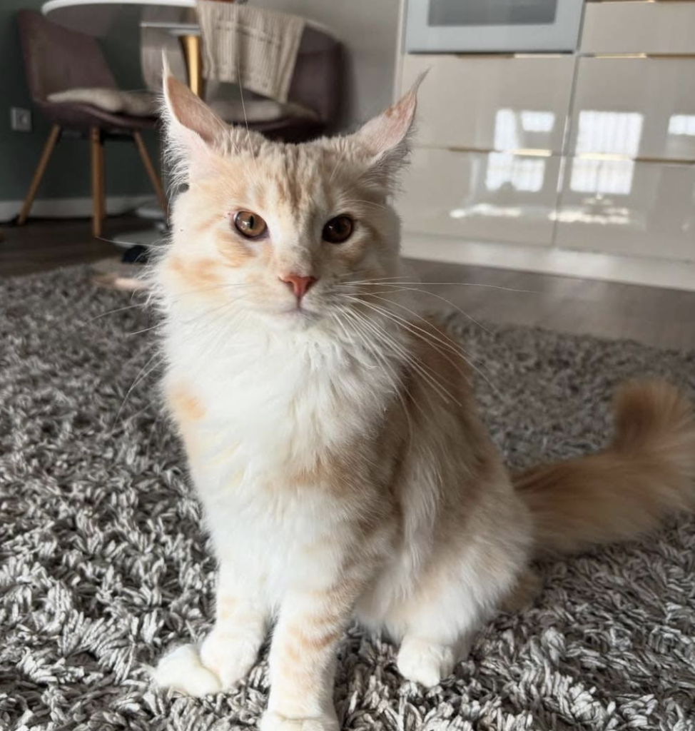 Screenshot 2025-12-13 at 12.55.50 PM