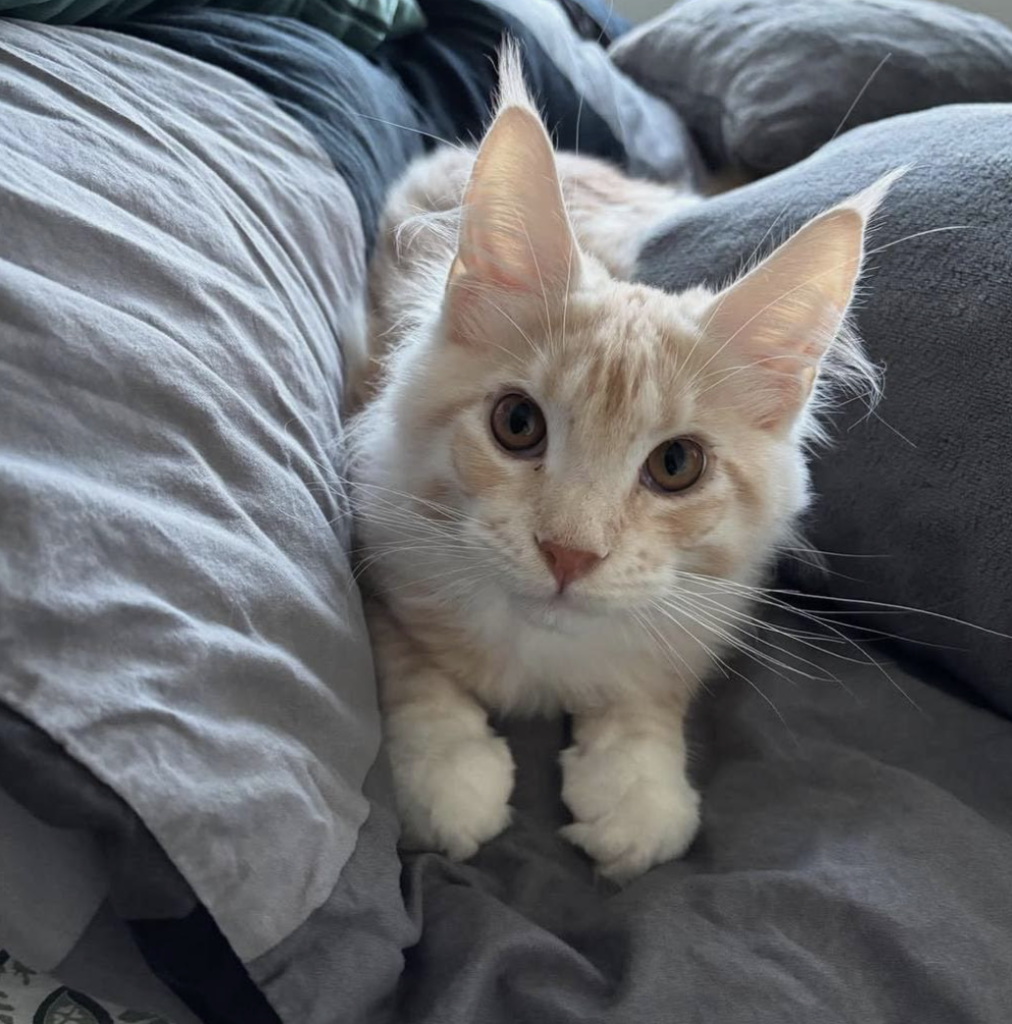 Screenshot 2025-12-13 at 12.56.03 PM