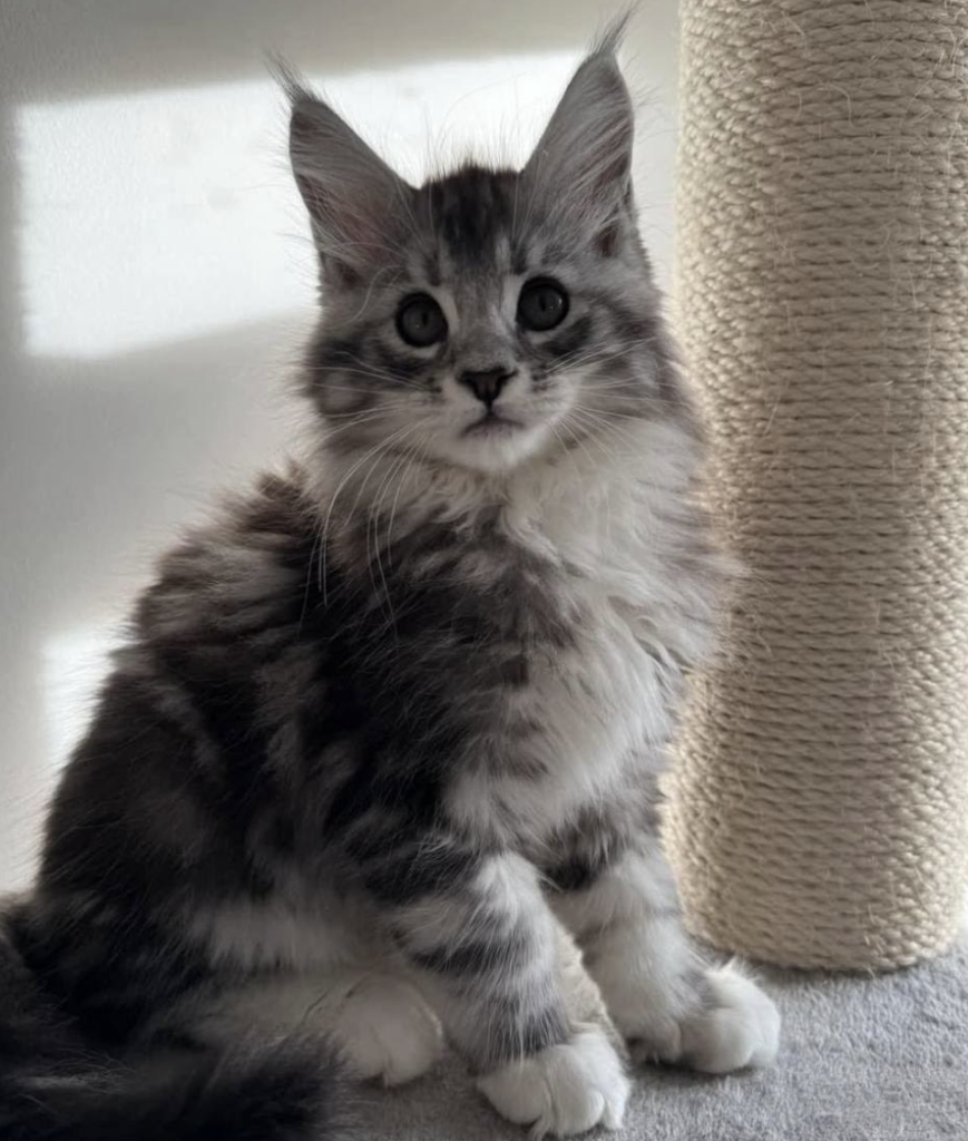 Screenshot 2025-12-13 at 12.58.49 PM