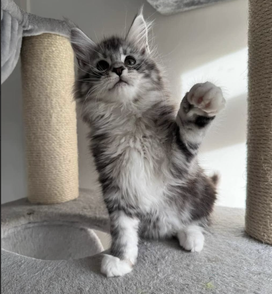 Screenshot 2025-12-13 at 12.58.59 PM